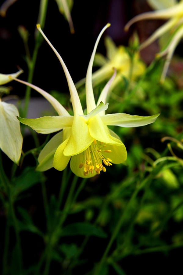 Yellow Columbine 1 Photograph by Judy Vincent