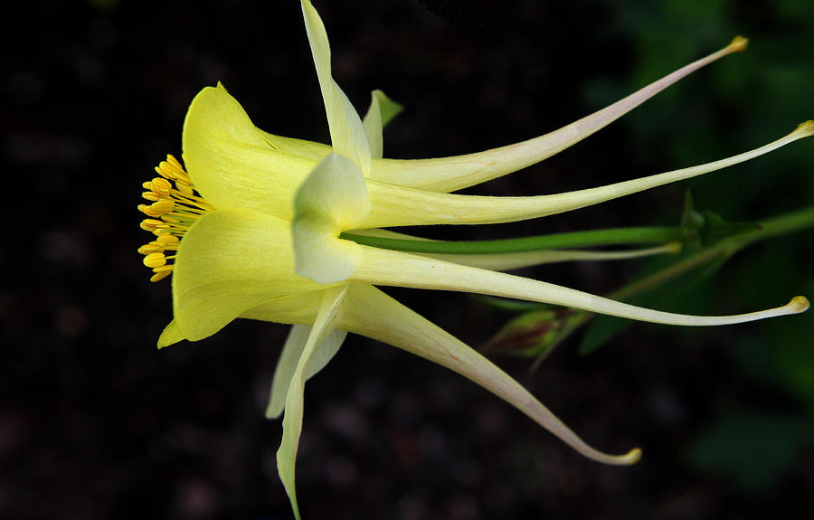 Flower Photograph - Yellow Columbine 2 by Judy Vincent