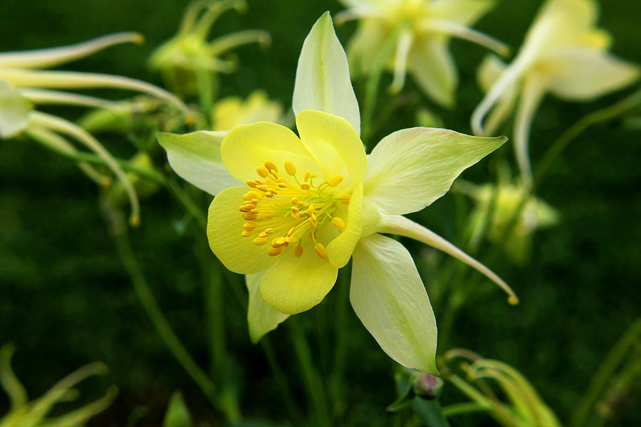 Yellow Columbine 3 Photograph by Judy Vincent