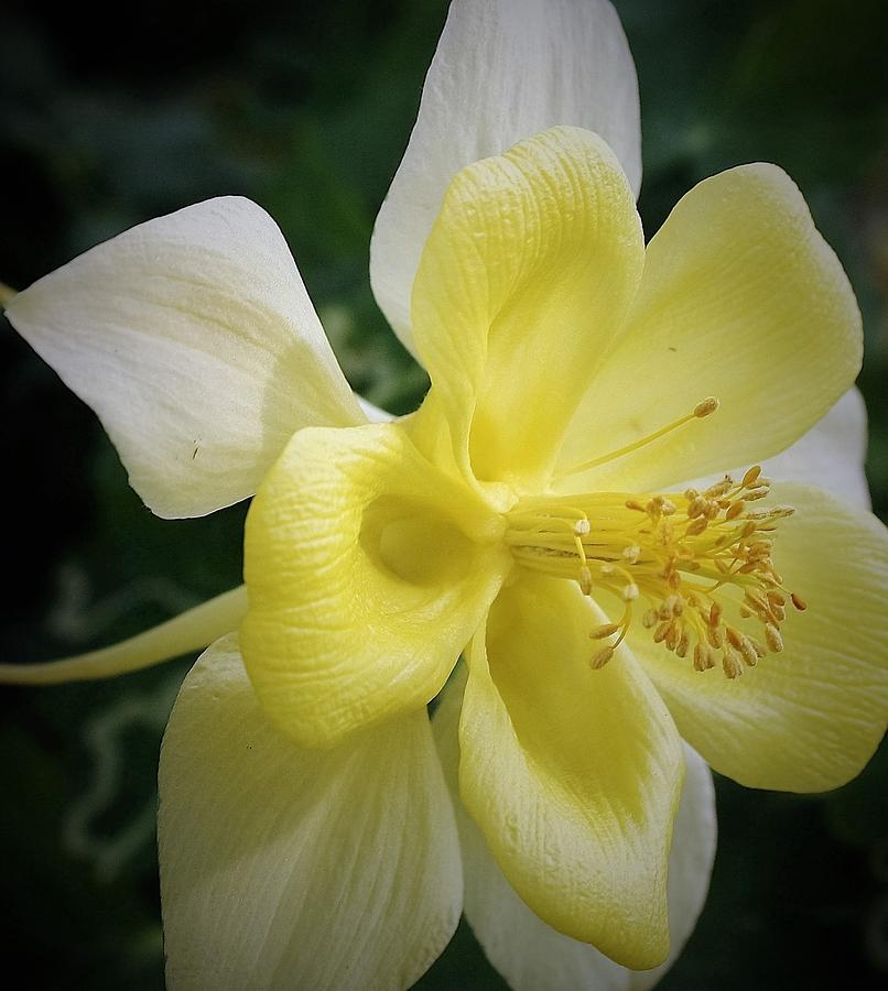 Yellow Columbine Photograph by Bruce Bley