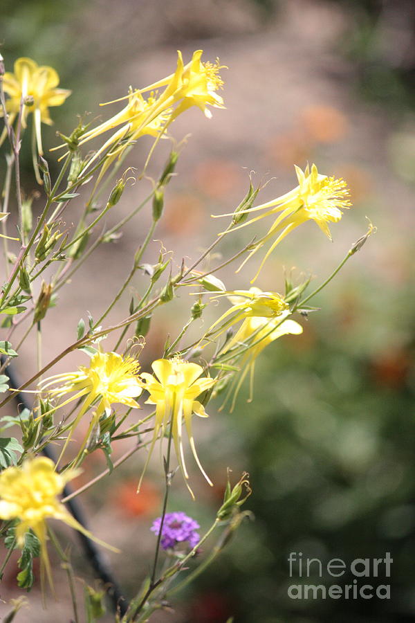 Yellow Columbine Flower in Sunlight Photograph by Carol Groenen
