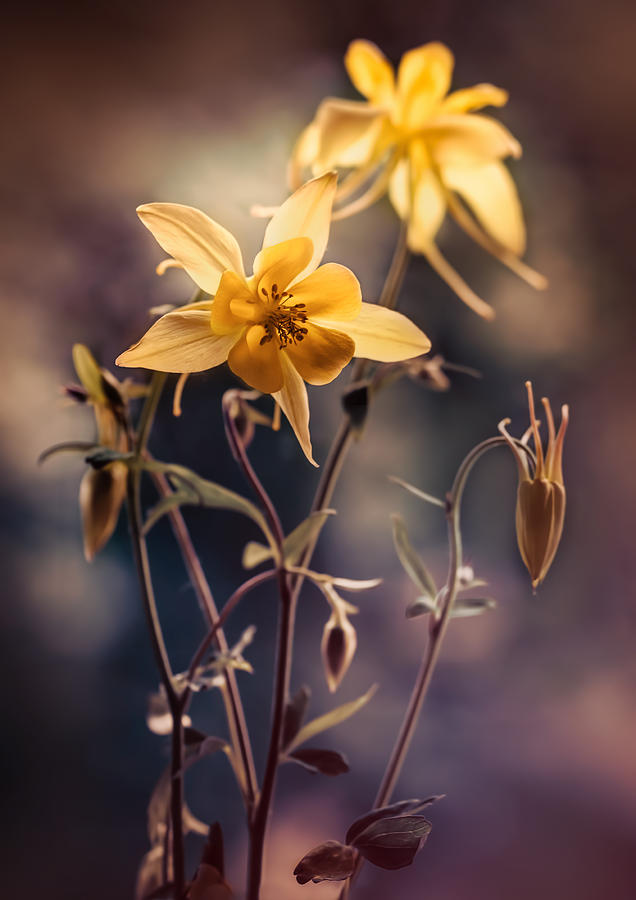 Flower Photograph - Yellow Columbine flowers at sunset by Jaroslaw Blaminsky