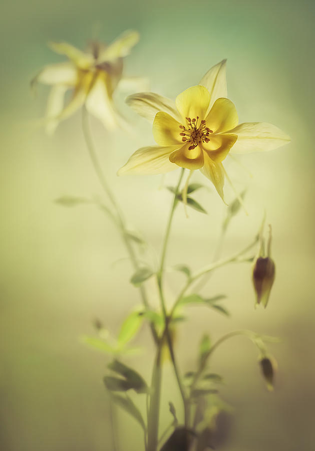 Yellow columbine flowers Photograph by Jaroslaw Blaminsky