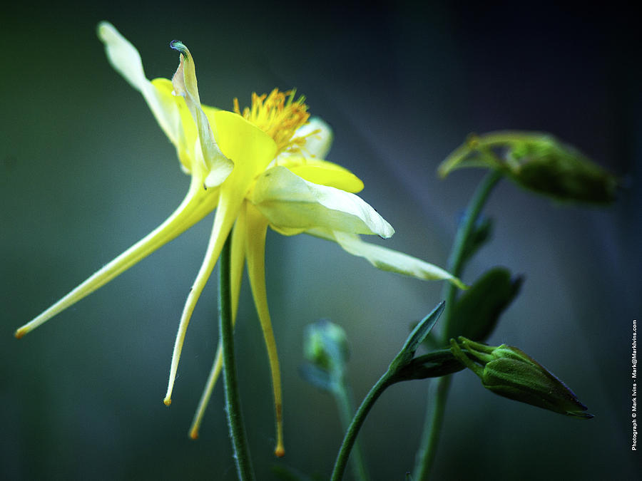Yellow Columbine Photograph by Mark Ivins