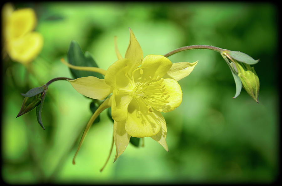 Nature Photograph - Yellow Columbine  by Saija Lehtonen
