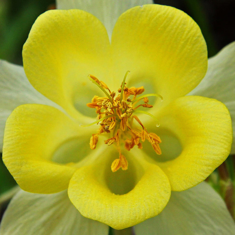 Flower Photograph - Yellow Columbine Square by Judy Vincent