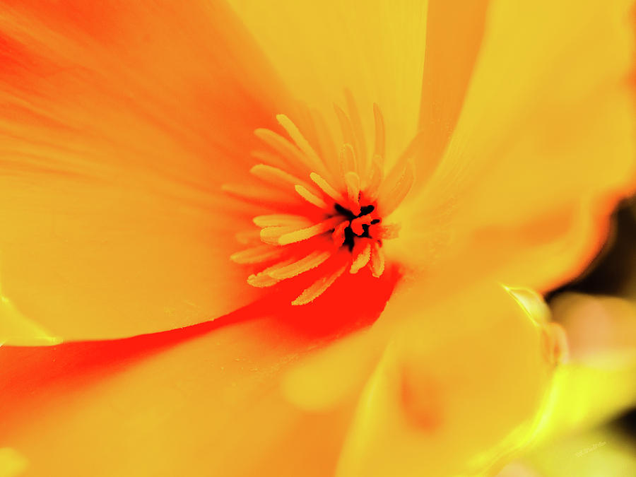 Yellow Comos by Donna Lee Yellow Comos by Donna Lee