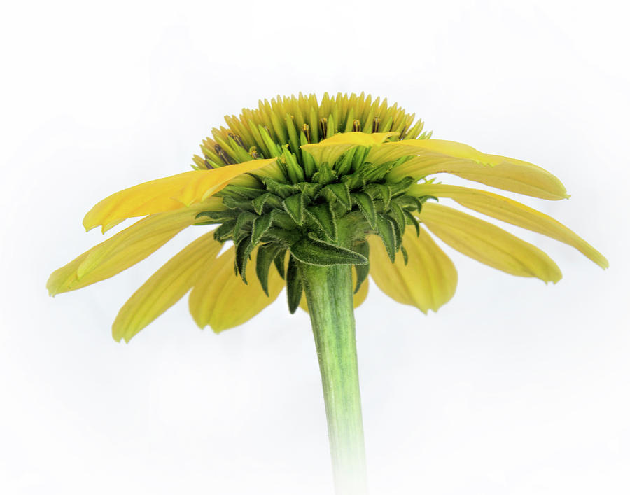 Yellow Cone Flower Standing Tall Photograph by David and Carol Kelly