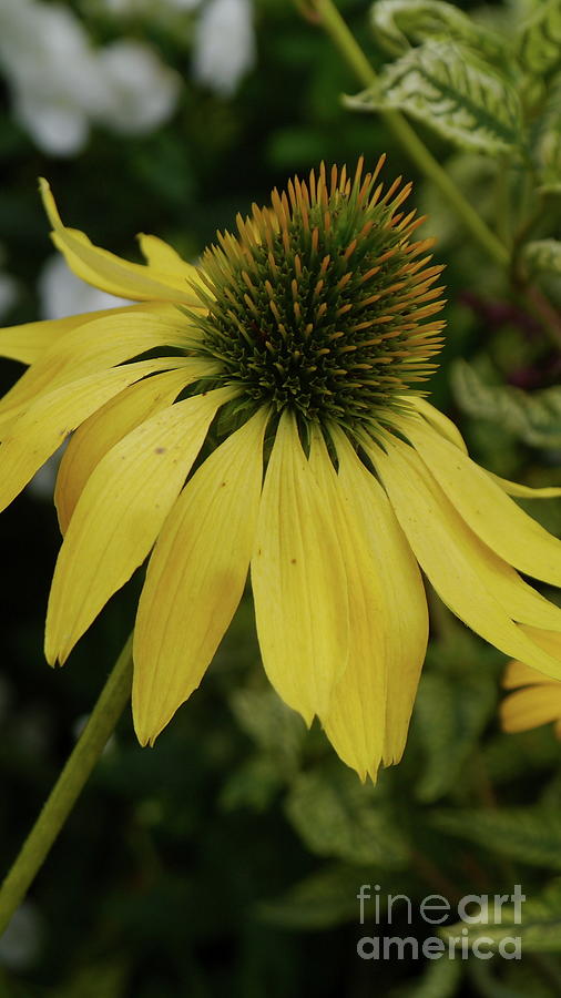 Yellow Coneflower Photograph by Christiane Schulze Art And Photography