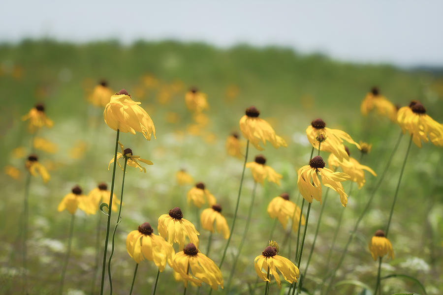 Yellow Coneflower Photograph by James Barber