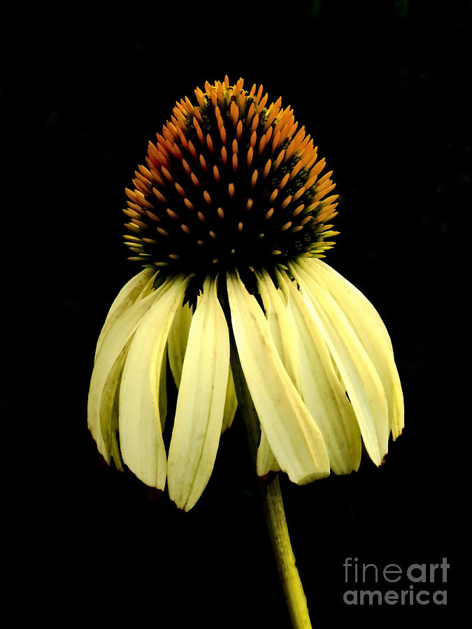 Yellow Coneflower Isolation Photograph by Beth Myer Photography
