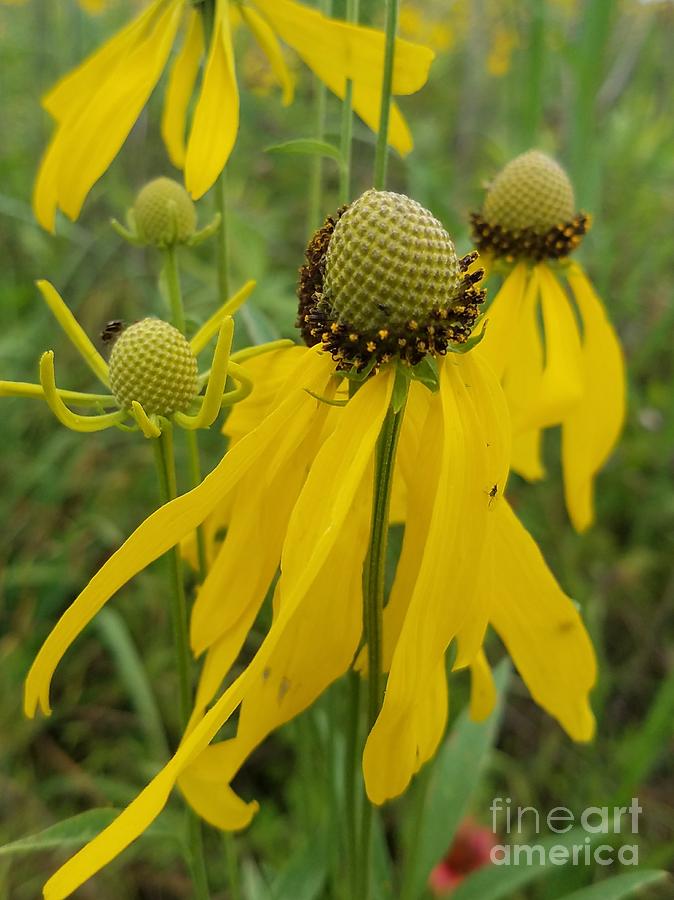 Yellow Cones in the Meadow Photograph by Maria Urso