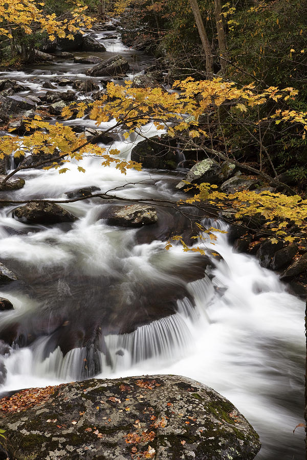 Yellow Contrast Photograph by Jon Glaser