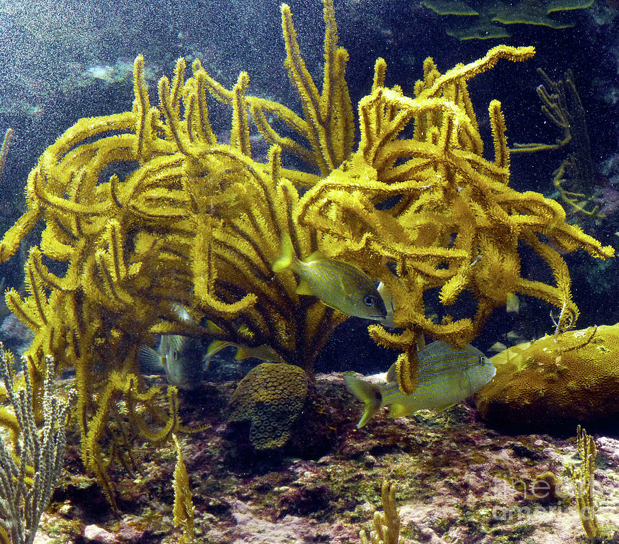 Yellow Coral Dance Photograph by Francesca Mackenney