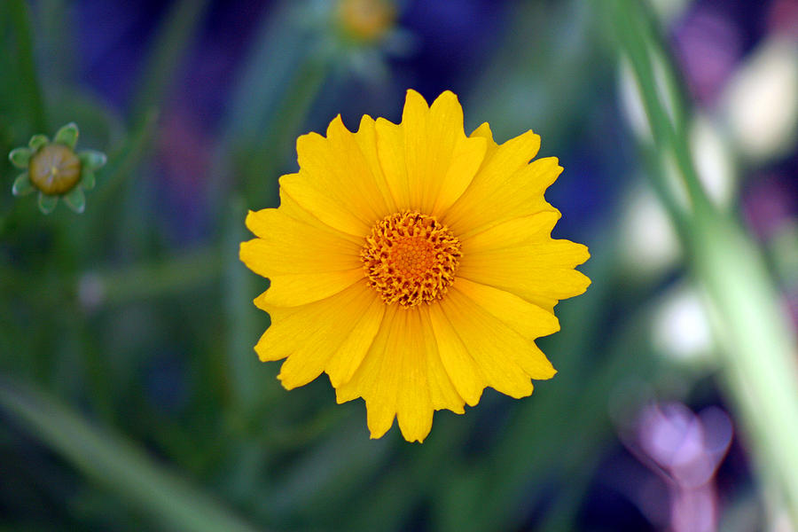 Yellow Coreopsis Flower Photograph