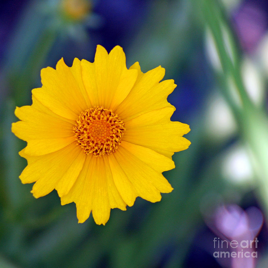 Yellow Coreopsis Square Photograph by Karen Adams