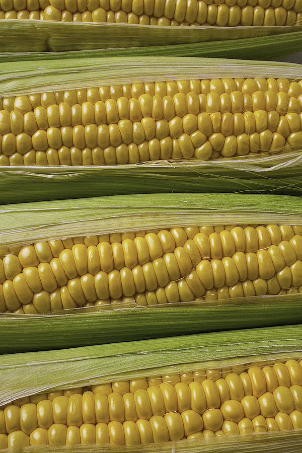 Yellow Corn Photograph by Garry Gay