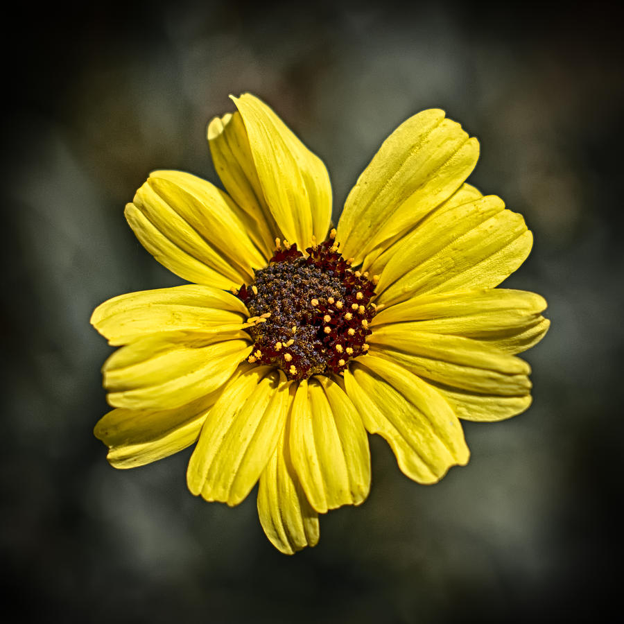 Yellow Corolla Photograph by Scott Wyatt