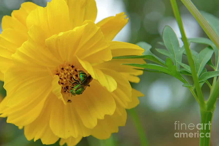 Yellow Cosmos Flower Photograph by Olga Hamilton