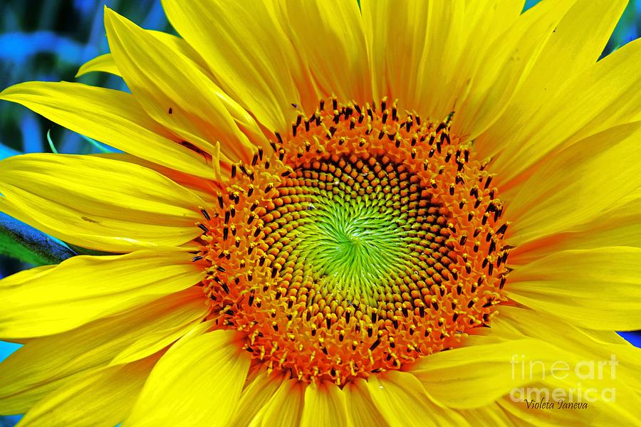 Nature Photograph - Yellow Cosmos by Violeta Ianeva