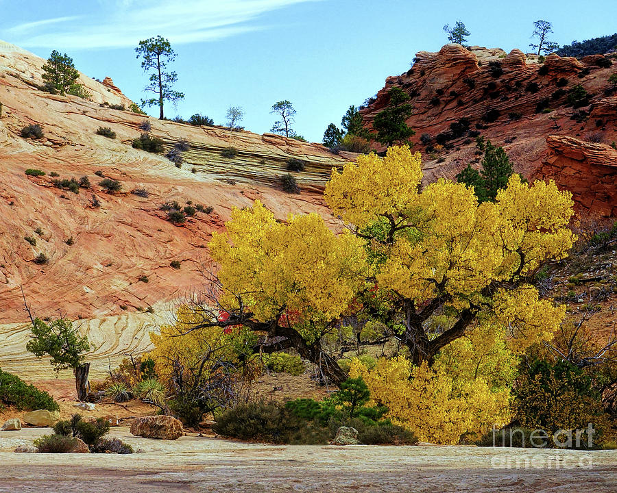 Yellow Cotton in Zion Park Photograph by Roxie Crouch