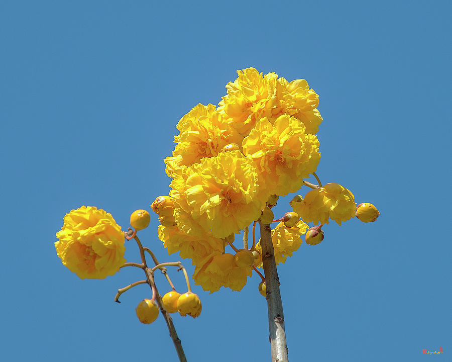 Yellow Cotton Tree DTHN0229 Photograph by Gerry Gantt