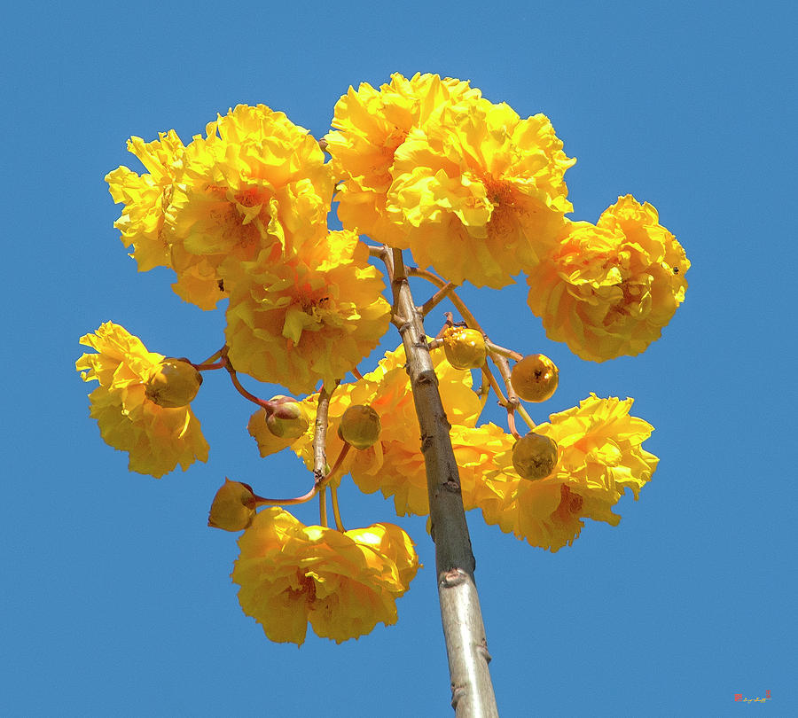 Yellow Cotton Tree DTHN0232 Photograph by Gerry Gantt