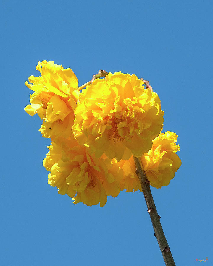 Yellow Cotton Tree DTHN0234 Photograph by Gerry Gantt
