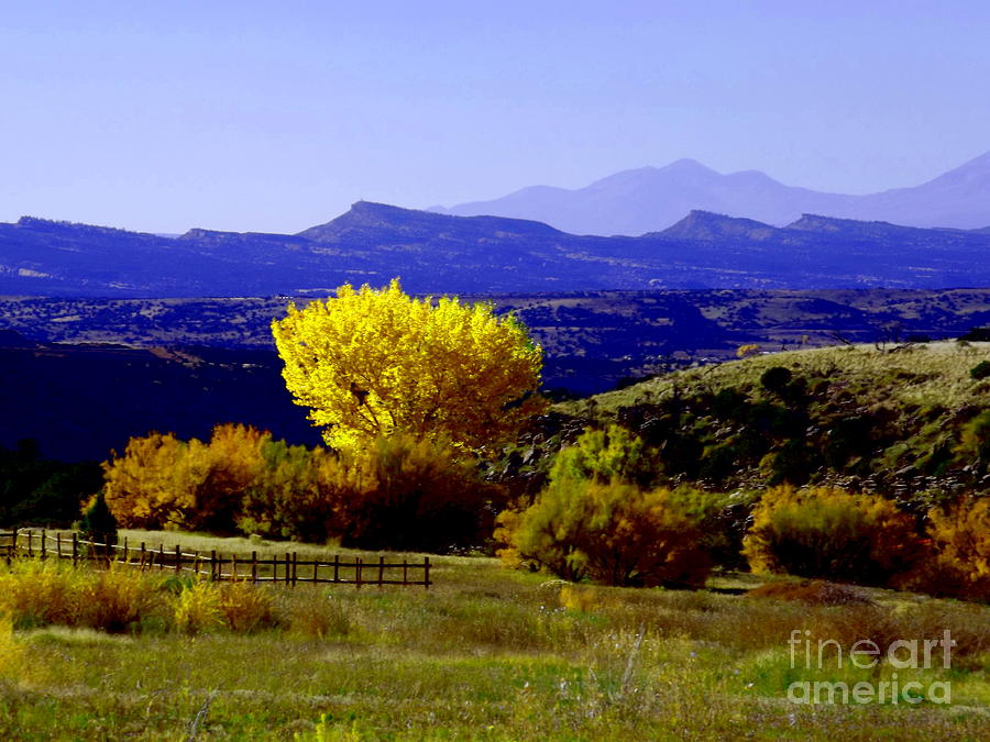 Yellow Cotton Wood red Vale Colorado Digital Art by Annie Gibbons