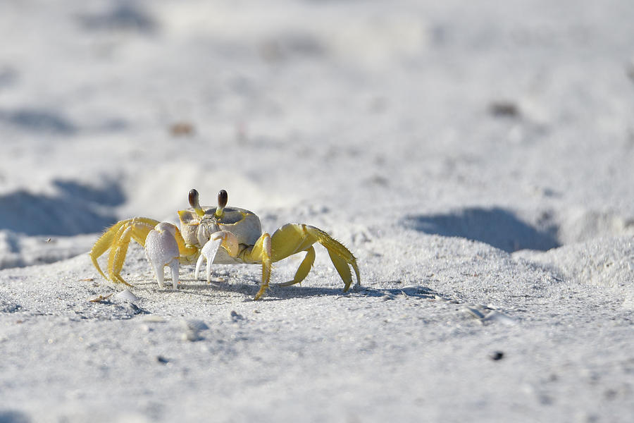 Yellow Crab Photograph by Artful Imagery