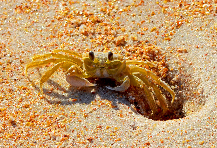 Yellow Crab - Smile For The Camera 002 Photograph by George Bostian