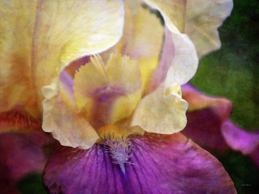 Yellow Cream and Purple Iris 0319 IDP_2 Photograph by Steven Ward