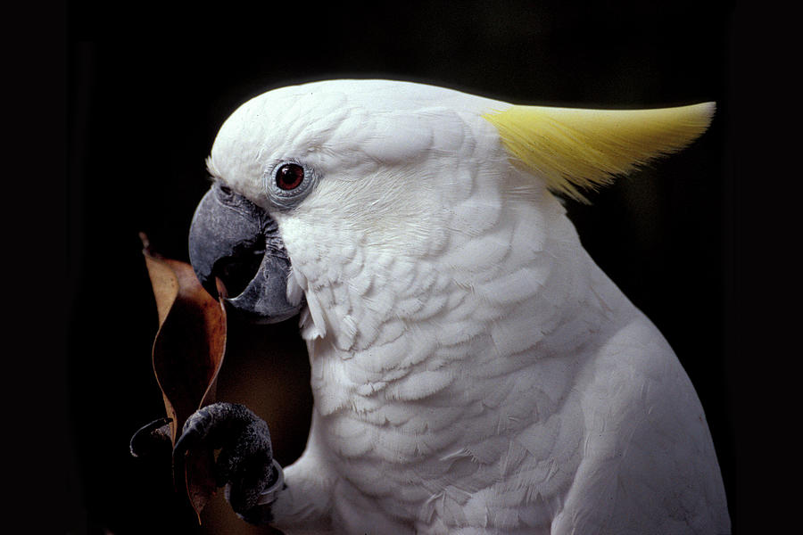 Yellow Crested Cockatoo Photograph By Jerry Griffin Fine Art America 