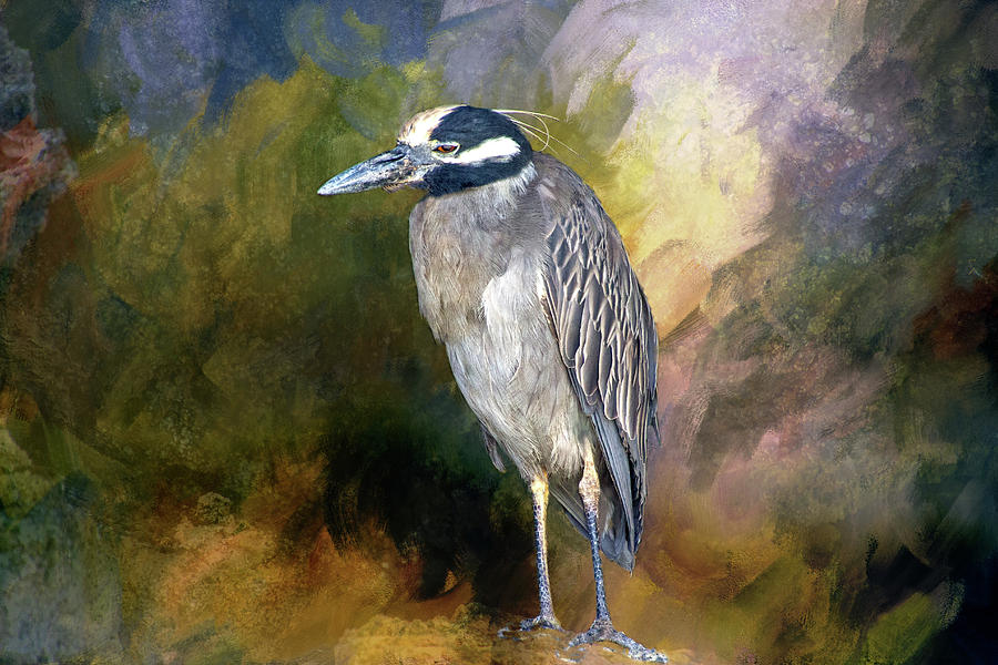 Yellow Crested Heron Digital Art by Terry Davis