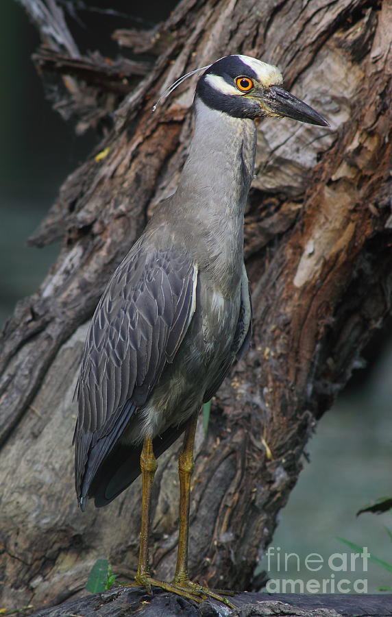 Yellow Crested Night Heron On Log Photograph by Robert Frederick