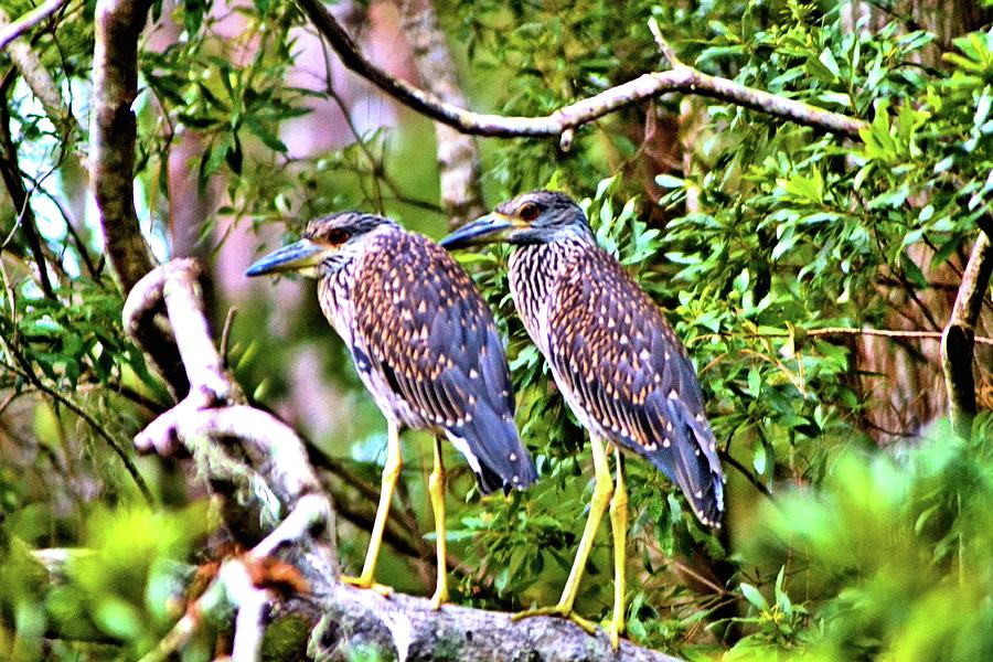 Yellow Crested Night Herons Photograph by James Potts - Fine Art America