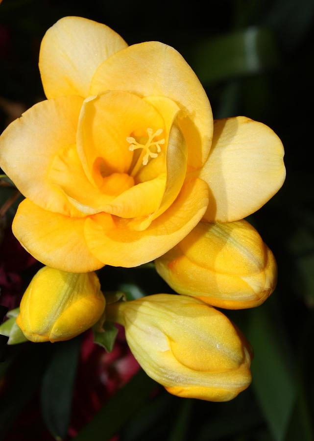 Yellow Crocus Closeup Photograph by Carol Groenen