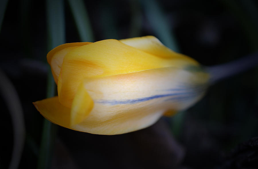 Yellow Crocus Photograph by Richard Andrews