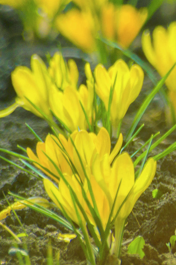 Yellow crocuses close up Photograph by Vlad Baciu