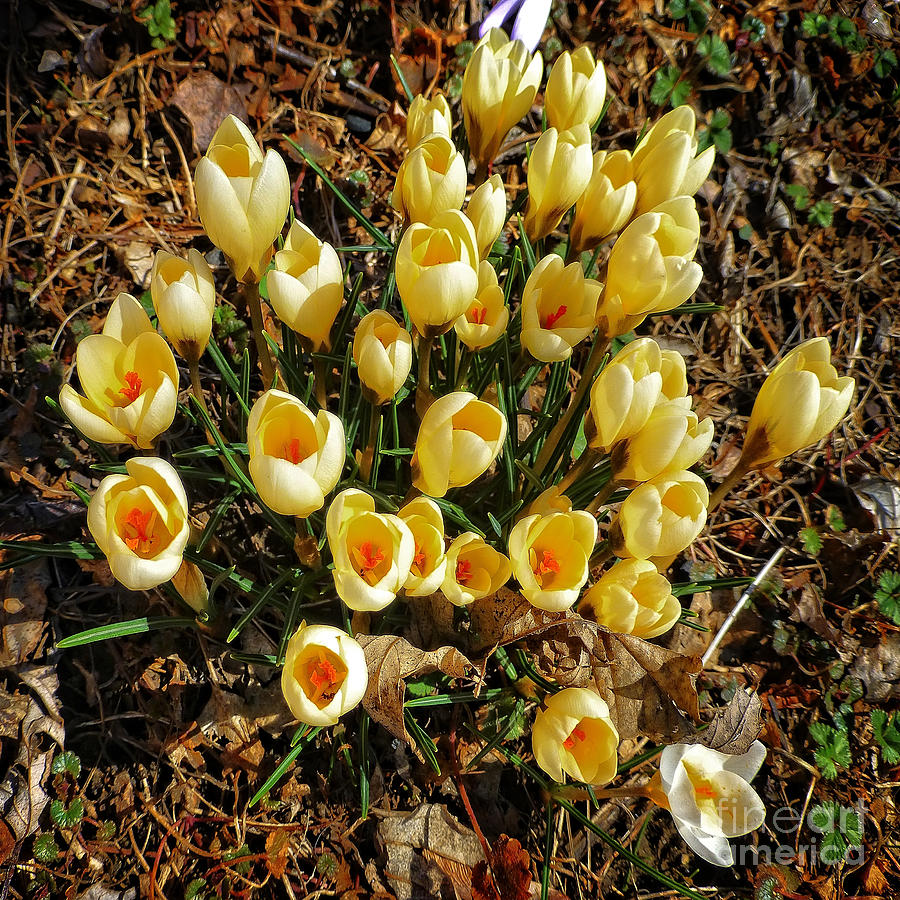 Yellow Crocuses Photograph by Dee Flouton