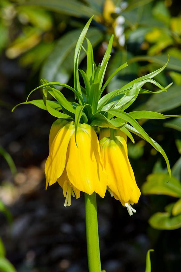 Yellow Crown Imperial Photograph by Tikvahs Hope