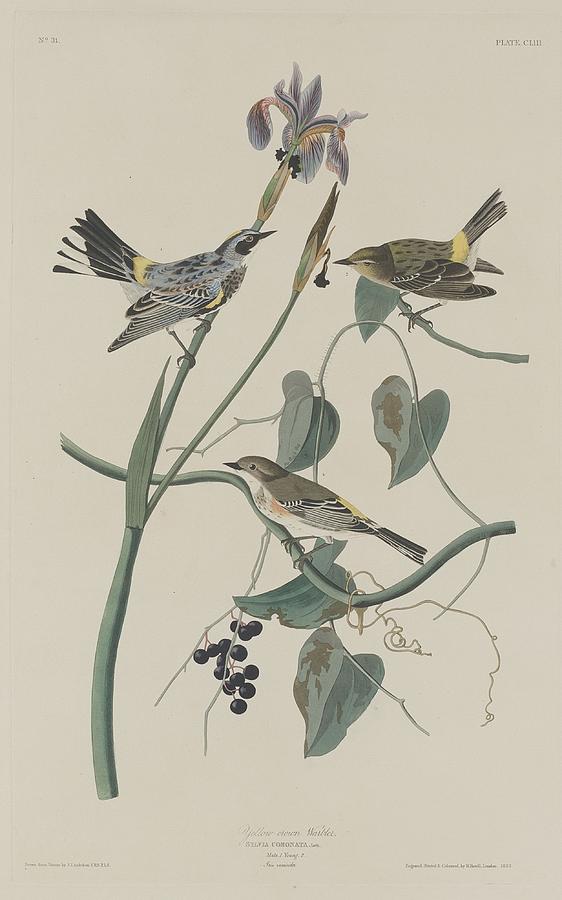 John James Audubon Drawing - Yellow-Crown Warbler by Dreyer Wildlife Print Collections 