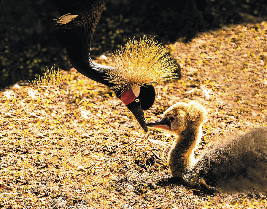 Yellow Crowned Crane Feeding Her Chick Photograph by William Bitman