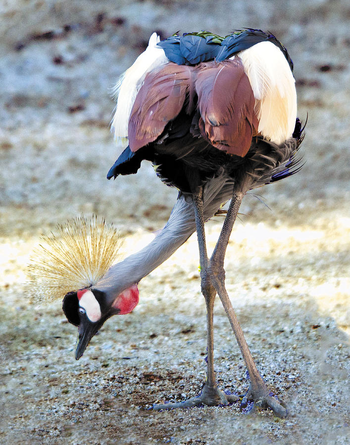 Yellow Crowned Crane Profile Standing Photograph by William Bitman
