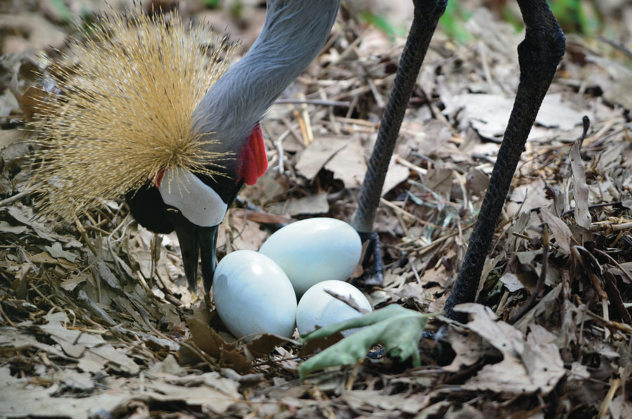 Yellow Crowned Crane Tending To Her Eggs Photograph by William Bitman