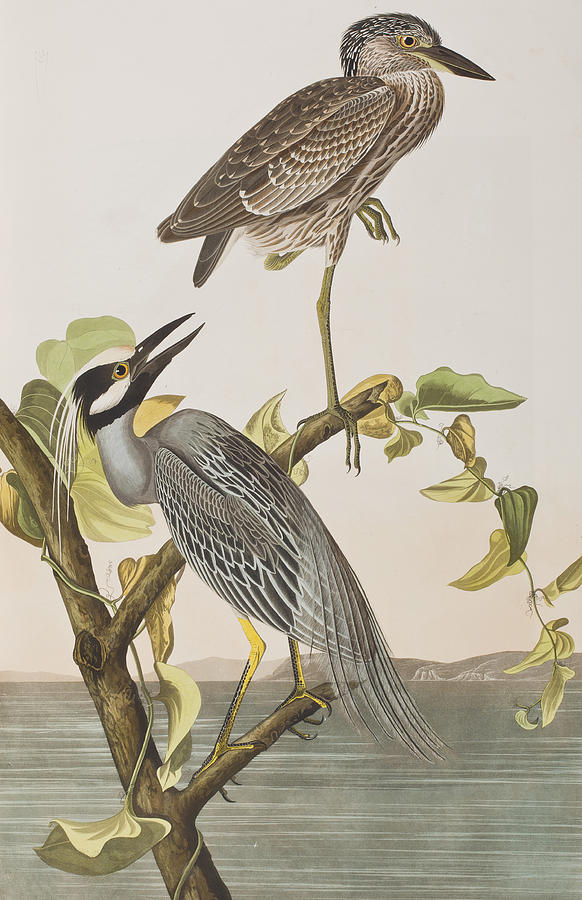 Heron Painting - Yellow Crowned Heron by John James Audubon
