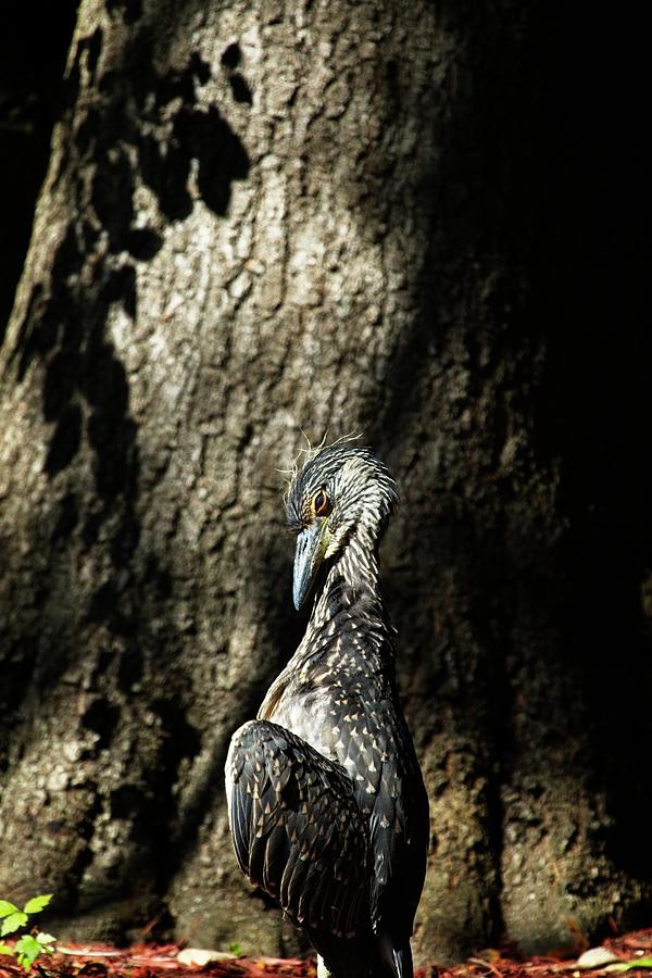 Heron Photograph - Yellow Crowned Heron by Karol Livote