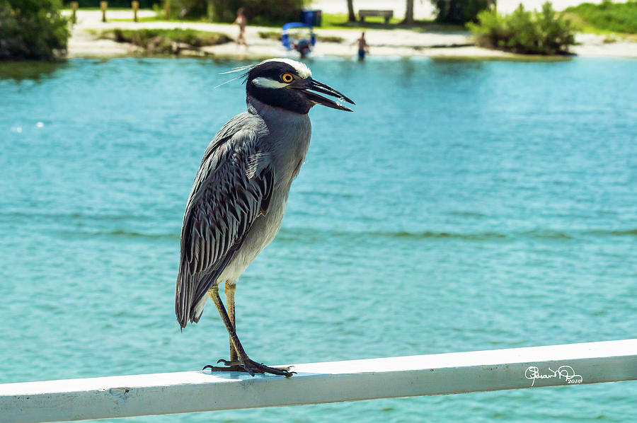 Yellow Crowned Night Heron 1 of 2 Photograph by Susan Molnar
