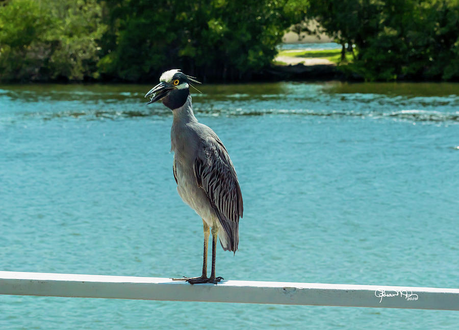 Yellow Crowned Night Heron 2 of 2 Photograph by Susan Molnar