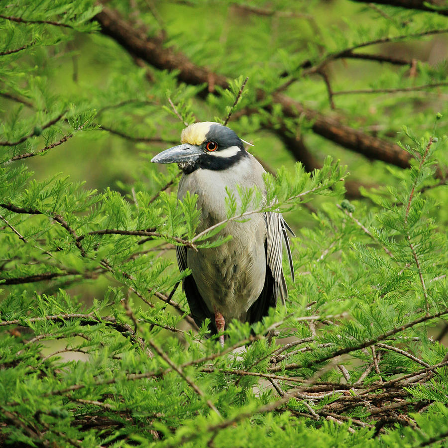 Yellow-crowned Night Heron Photograph by Art Block Collections